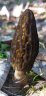 Schlegel Pilz II